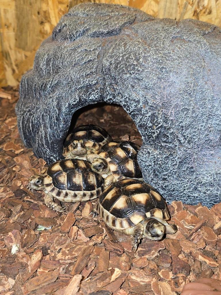 Nakweek Testudo marginata, Animaux & Accessoires, Reptiles & Amphibiens, Amphibien