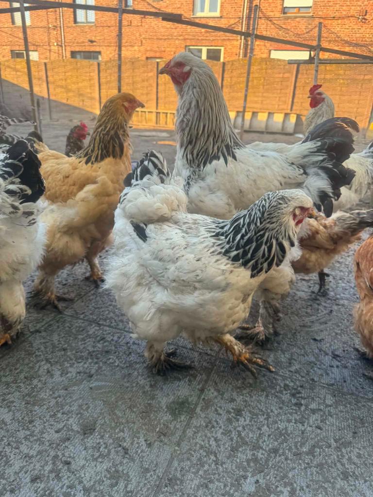Poule pondeuses et coq 15€ pieces, Enlèvement ou Envoi