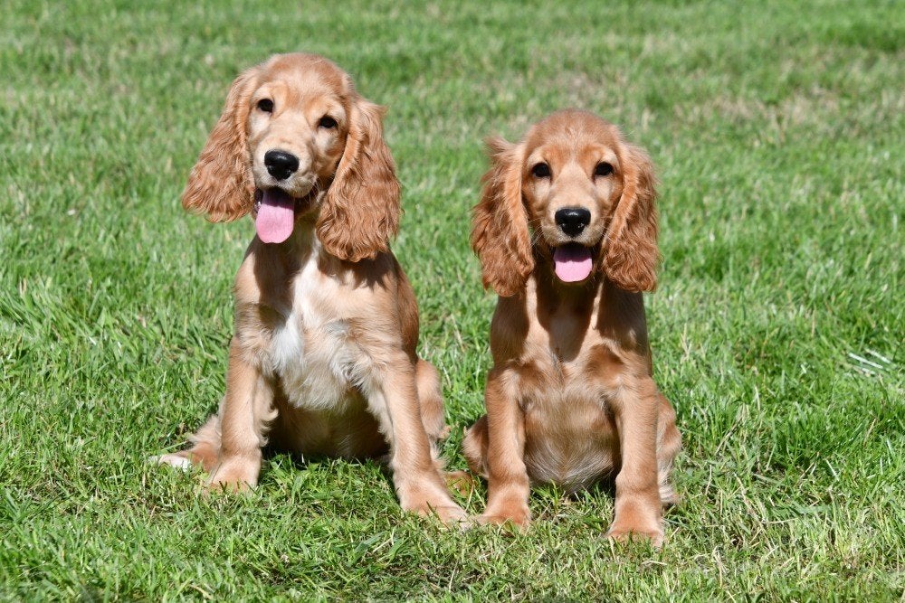 Engelse Cocker Spaniël pups te koop, Dieren en Toebehoren, 15 weken tot 1 jaar, Buitenland, CDV (hondenziekte), Meerdere