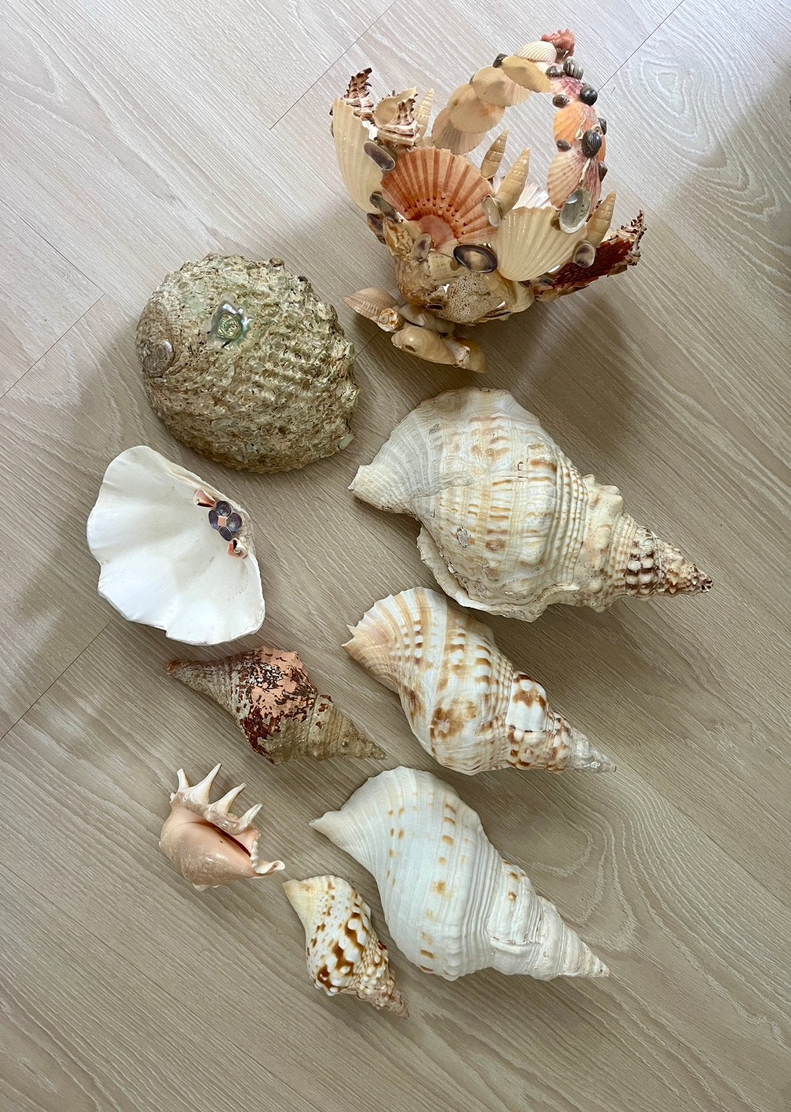 Coquillages, Enlèvement, Coquillage(s)