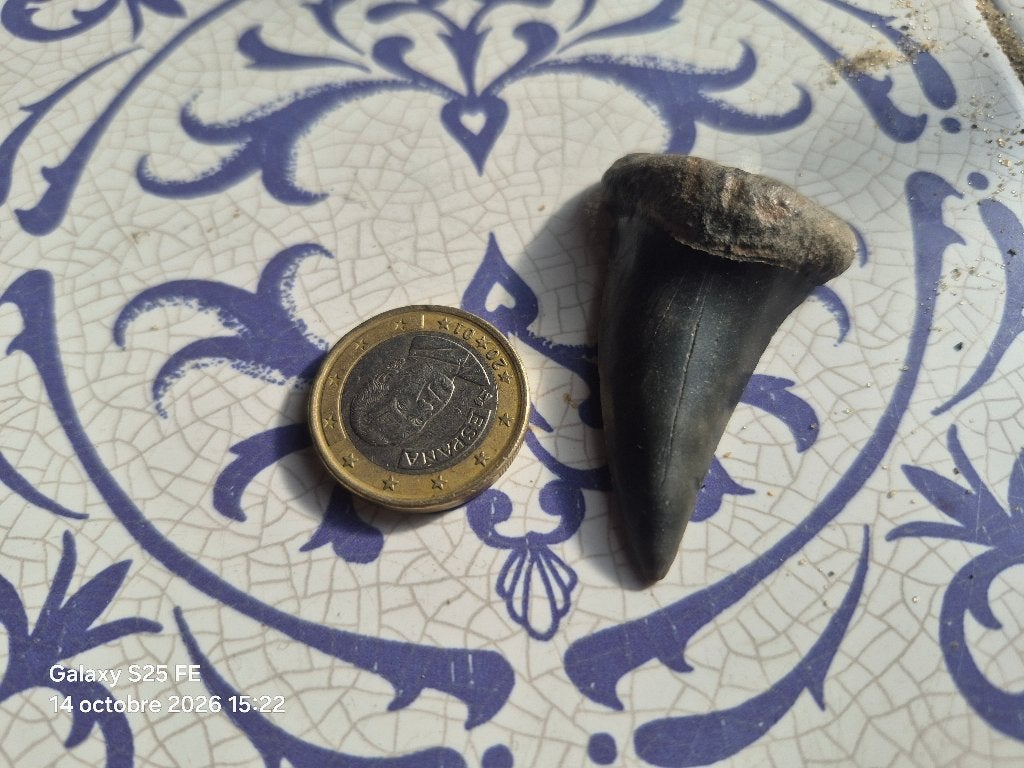 Dent de requin, Collections, Enlèvement ou Envoi, Fossile