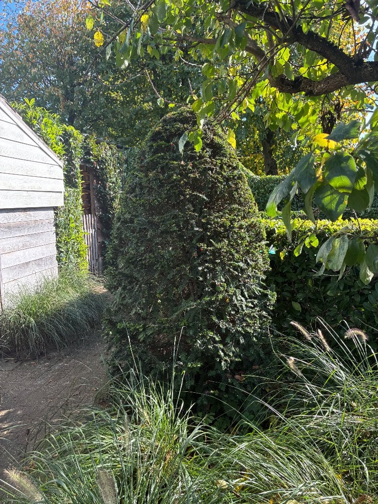 Taxus planten, Jardin & Terrasse, Enlèvement, 100 à 250 cm