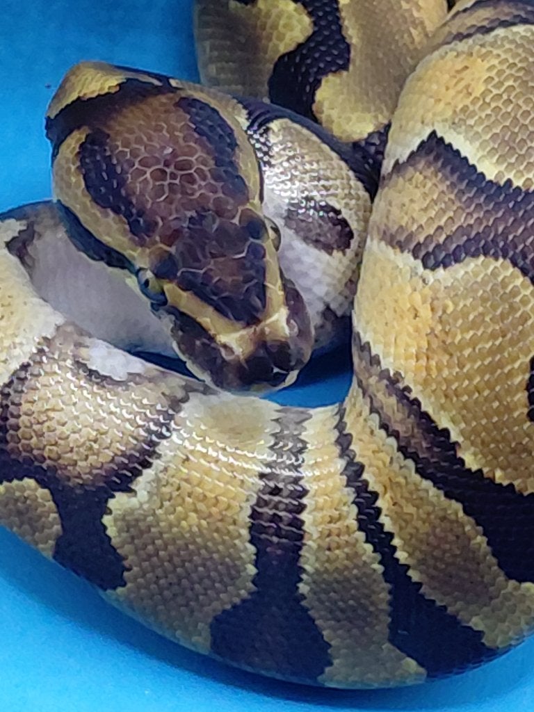 enchi yellowbelly het pied / desert ghost Ball Python - unknown for sale from steven