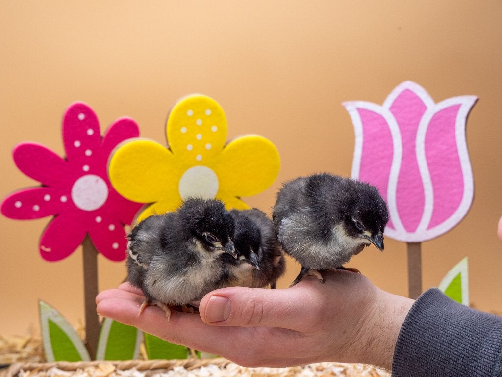 Jonge tamme Australorp kuiken gesekst en ingeënt