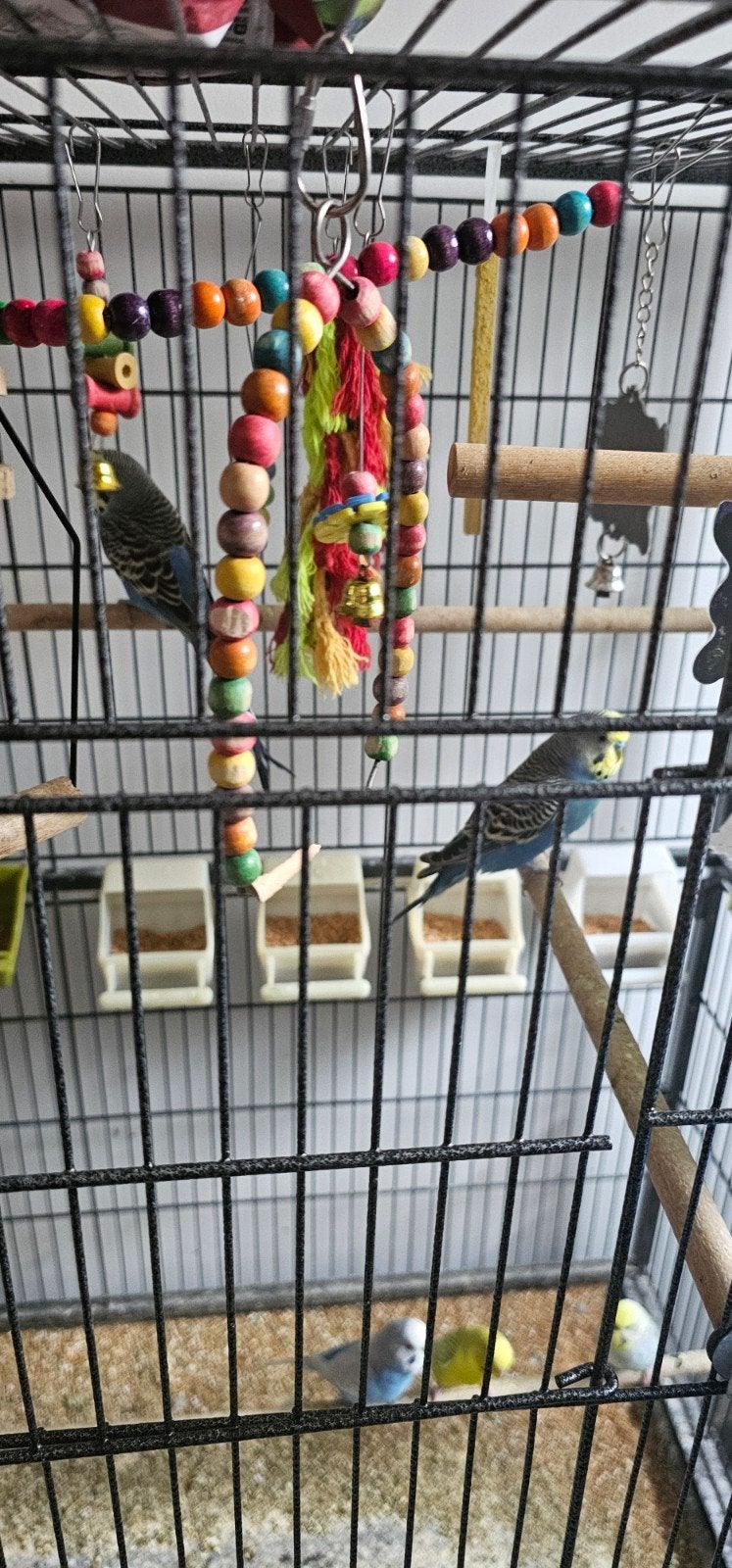 perruche a vendre avec une grande cage, Plusieurs animaux, Perruche
