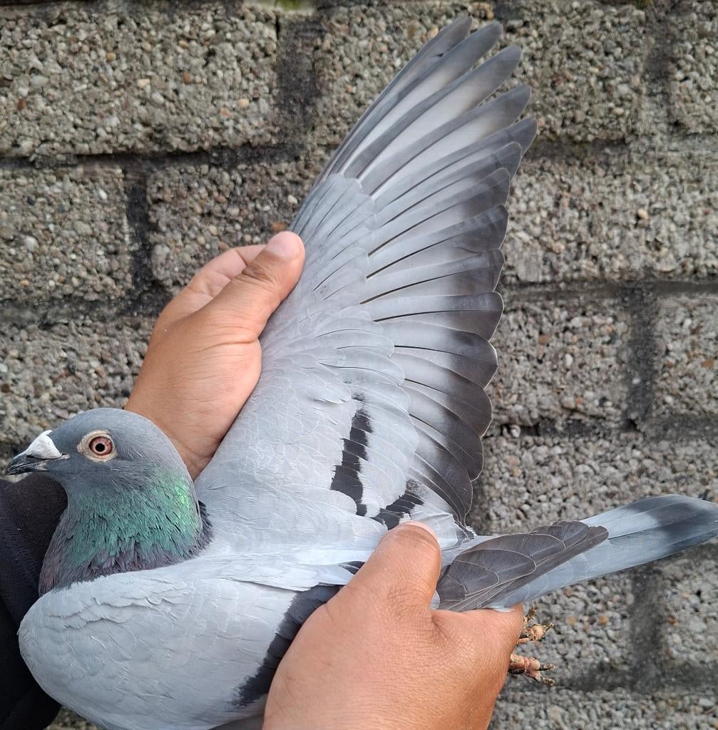 Postduif "NEW BLUE KIM BOY", Dieren en Toebehoren, Vogels | Duiven, Mannelijk, Postduif