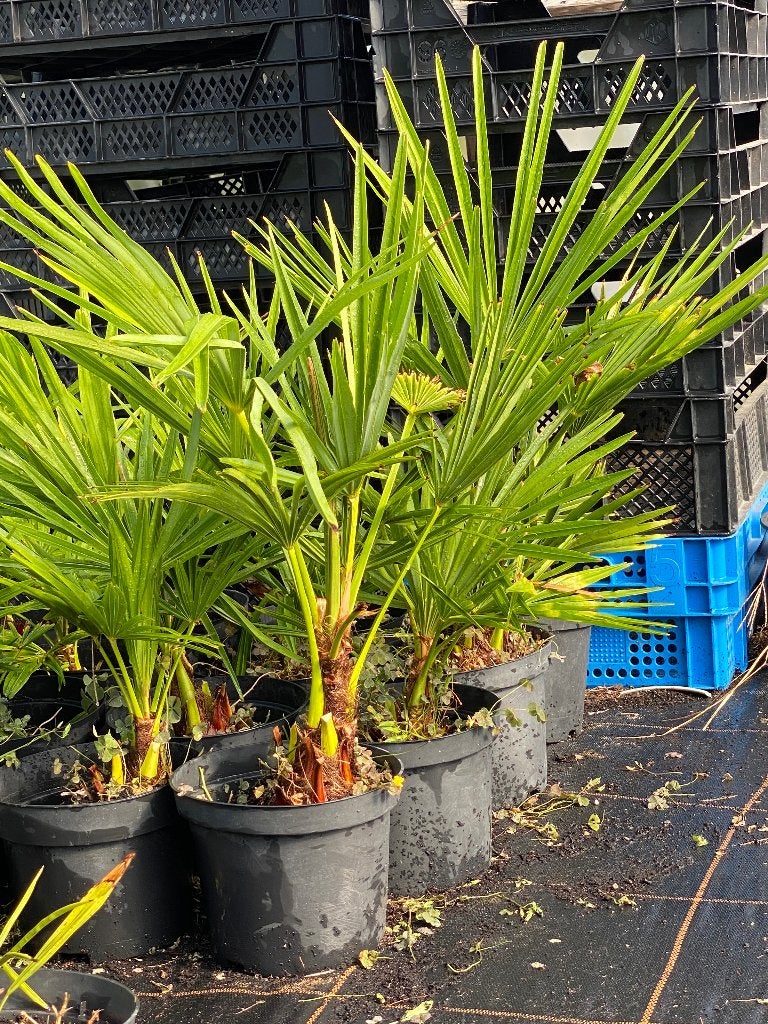 Palmbomen, Tuin en Terras, Planten | Bomen, Lente, Minder dan 100 cm, Palmboom, Ophalen