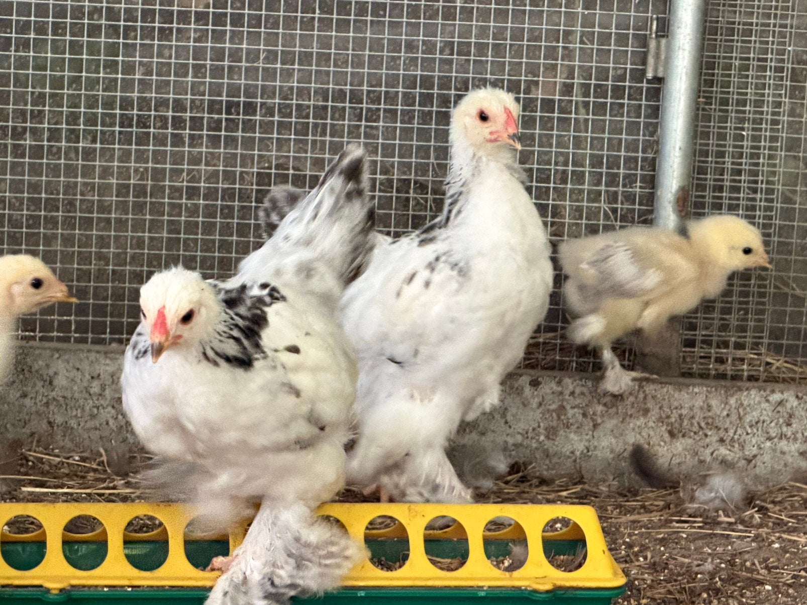 Brahma kuikens wit zwart colombia, Dieren en Toebehoren, Pluimvee