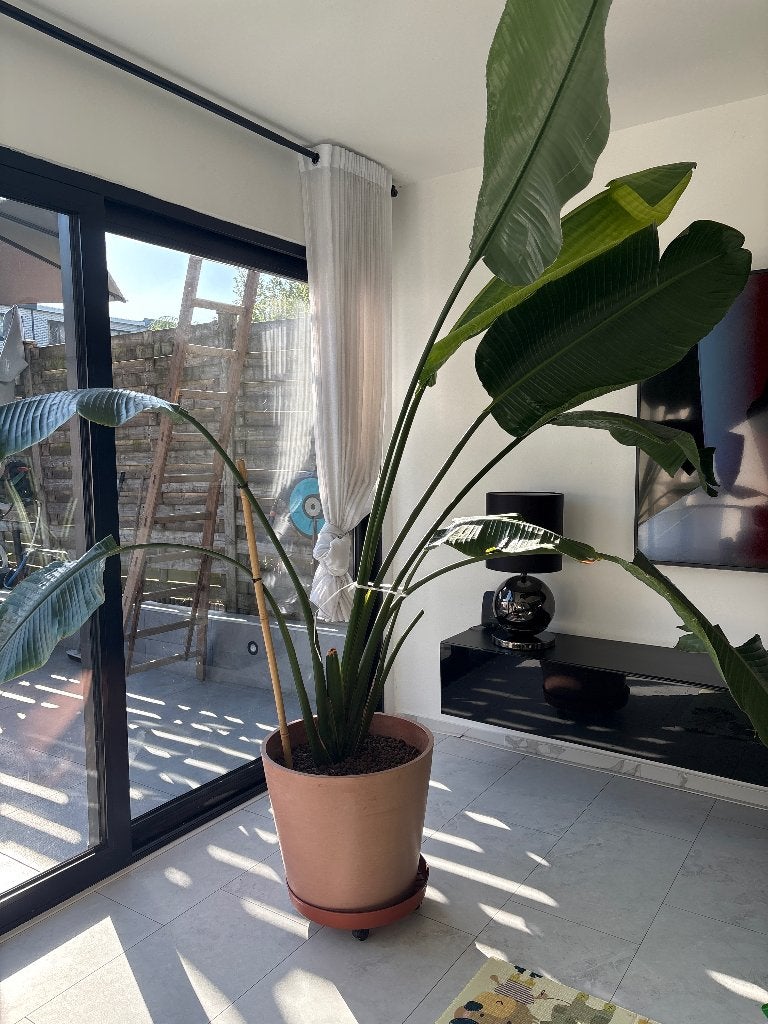 Plant, Ophalen, Zo goed als nieuw