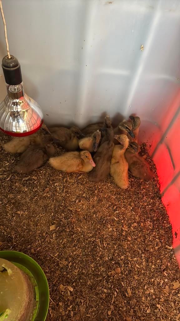 Loopeenden kuikens, Meerdere dieren, Eend