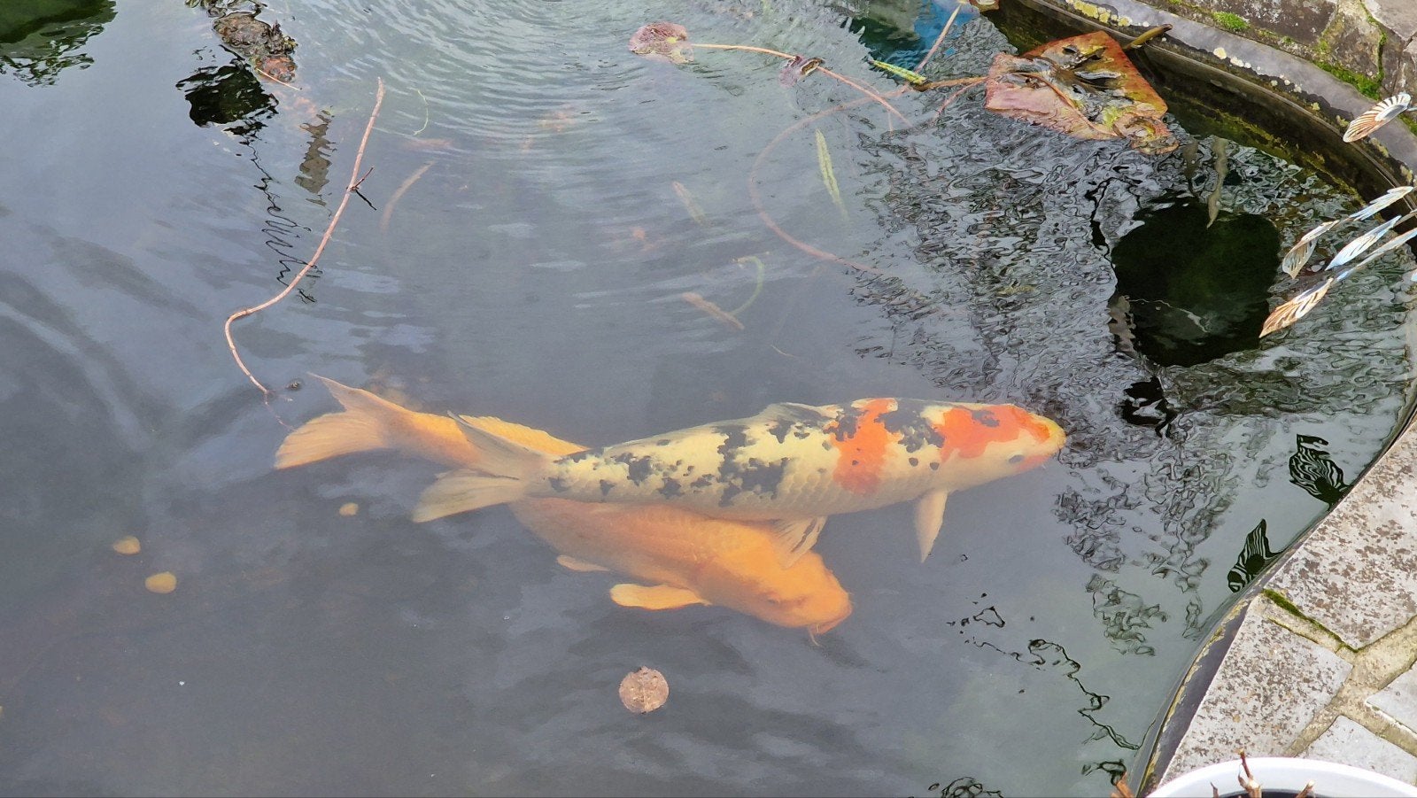 2 poissons koi, Animaux & Accessoires