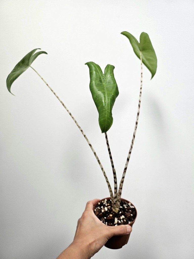 Alocasia Zebrina, Maison & Meubles, Plantes d'intérieur, Autres espèces, Moins de 100 cm, Plante verte, Ombre partielle, En pot