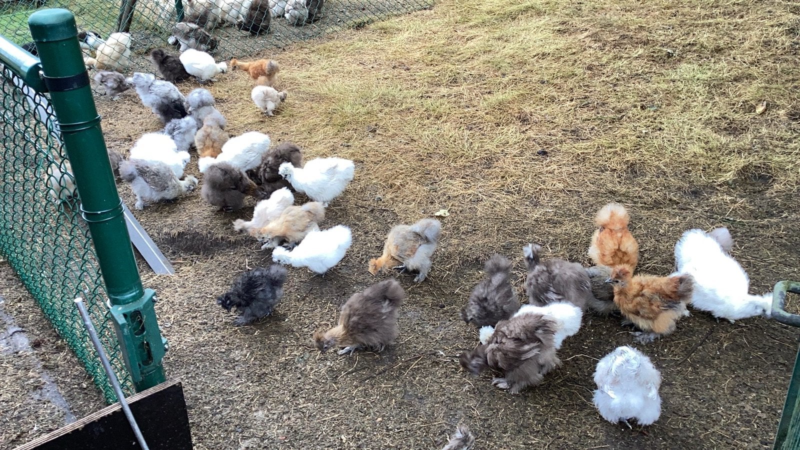 Broedeitjes van usa zijdehoen, Dieren en Toebehoren, Meerdere dieren, Kip