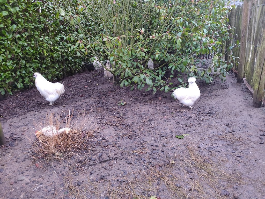Te koop raszuivere zijdehoenders, Dieren en Toebehoren, Mei, Mannelijk