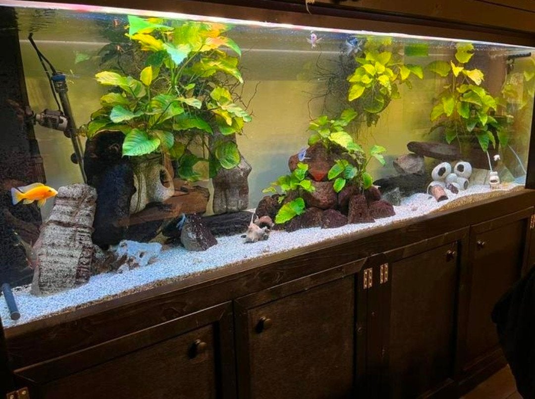 Aquarium compleet, Animaux & Accessoires, Poissons | Aquariums & Accessoires, Decoratie, Télécommande incluse, Eheim, Enlèvement