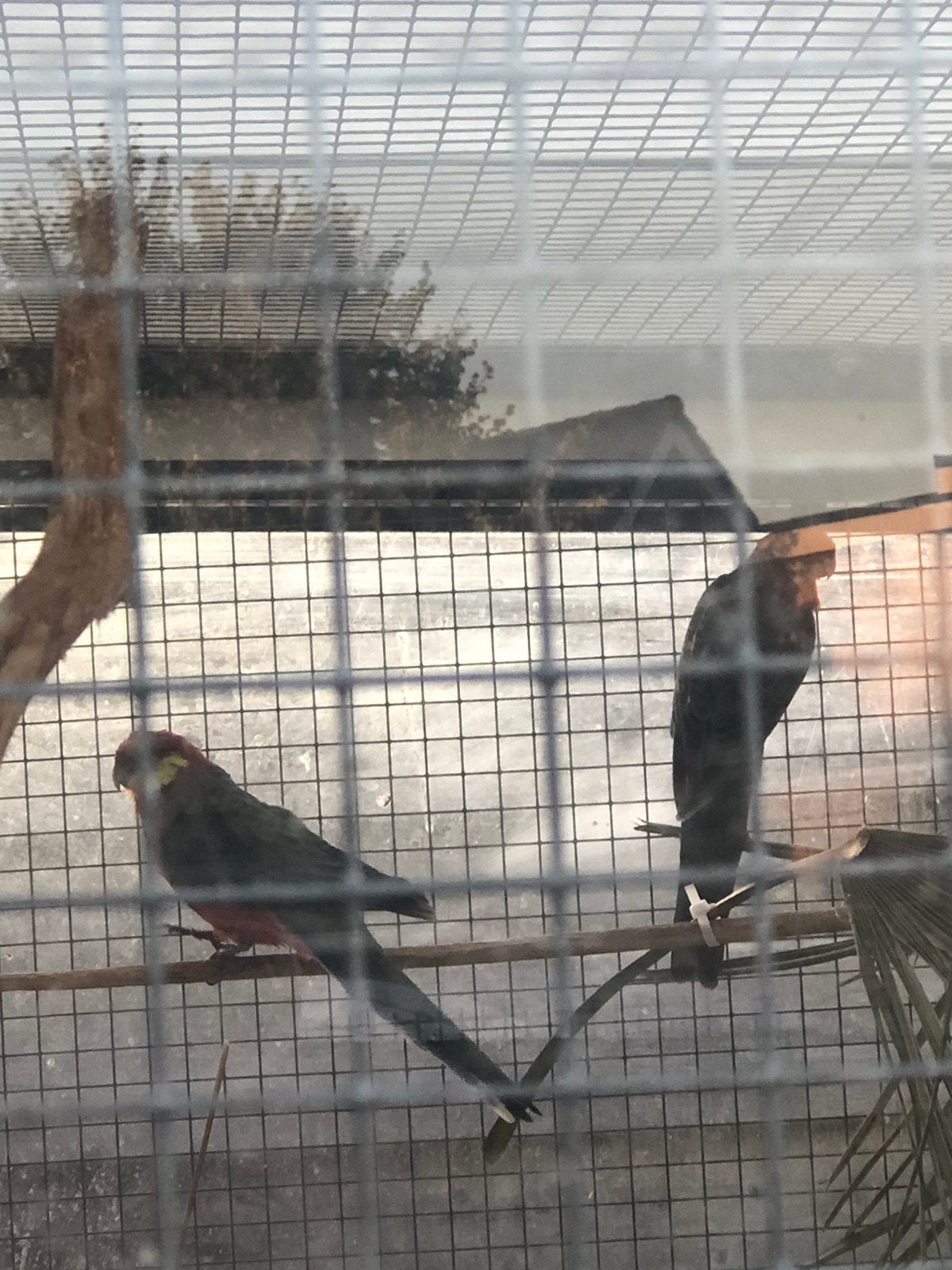 Stanley Rosella Koppel 2024., Dieren en Toebehoren, Vogels | Parkieten en Papegaaien, Meerdere dieren, Dwergpapegaai of Agapornis