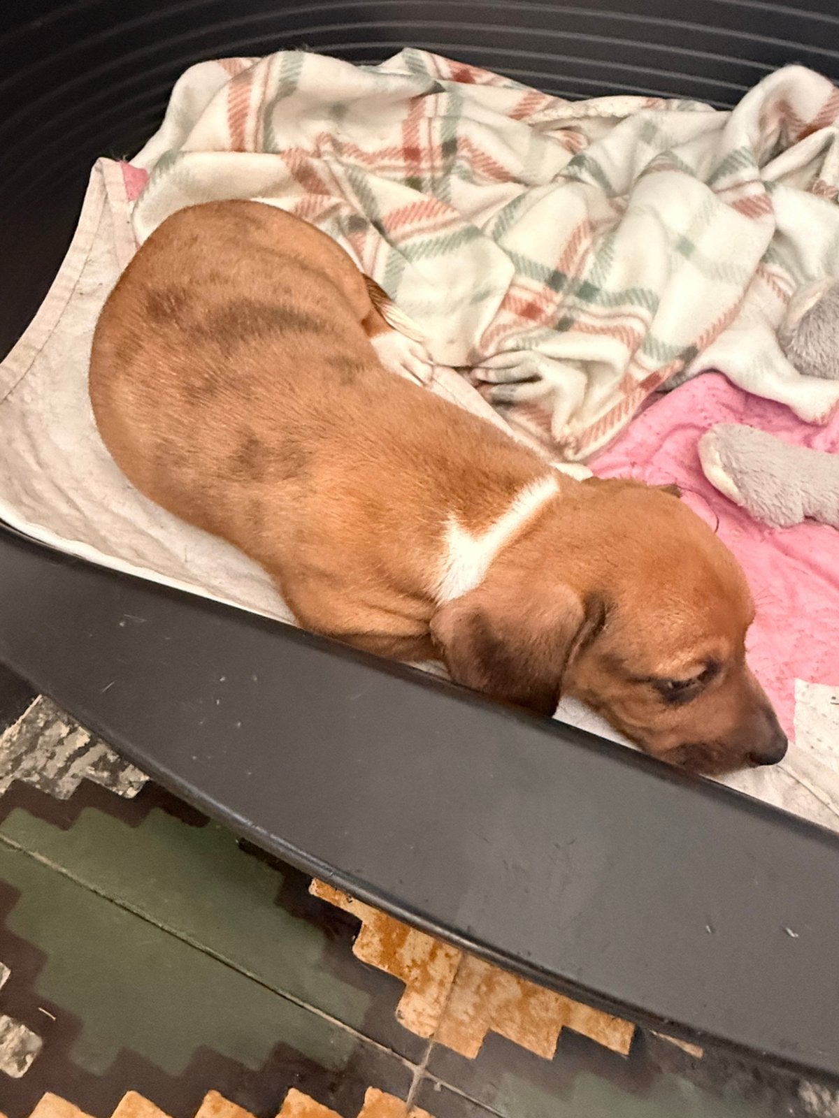 Dwergteckel teefje, Dieren en Toebehoren, Honden | Teckels en Dashonden, Parvo, België, 8 tot 15 weken, Korthaar