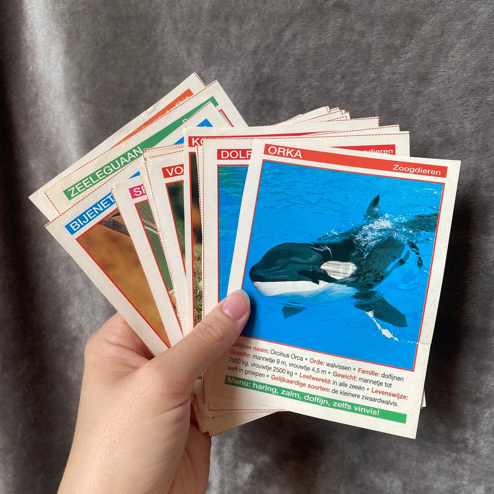 Informatie van verschillende dieren, Ophalen of Verzenden, Zo goed als nieuw, Papier of Karton