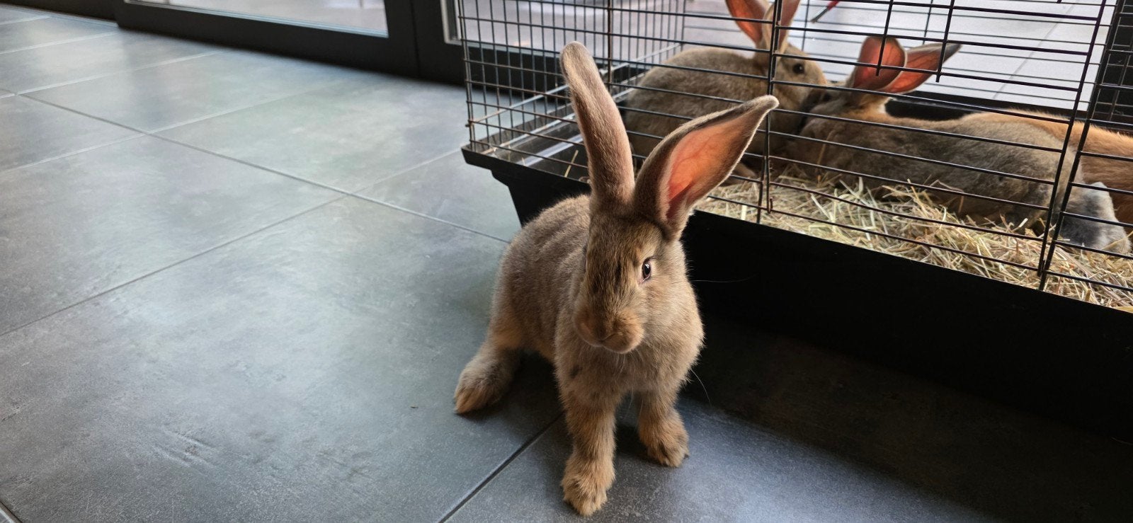 vlaamse reus, Dieren en Toebehoren, Meerdere dieren, Groot