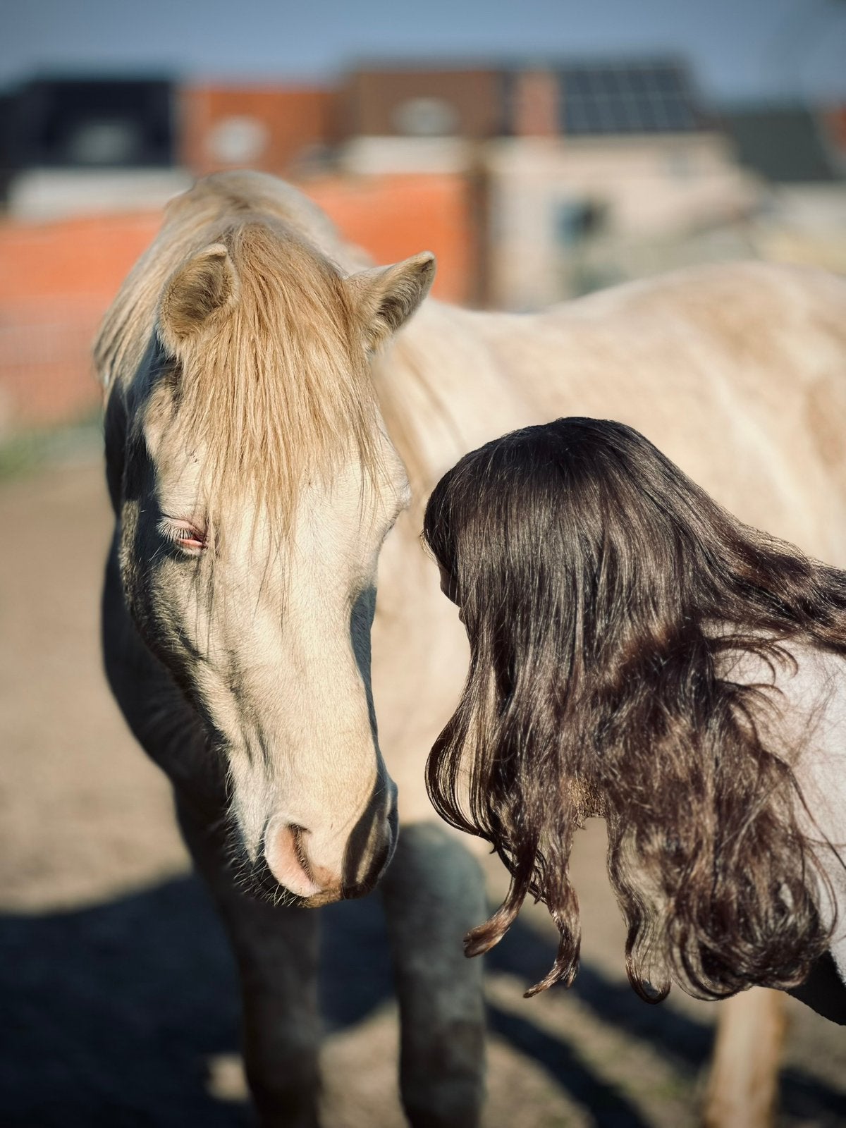 Lieve connemara pony, Dieren en Toebehoren, Pony's, Ruin, Zadelmak, 3 tot 6 jaar, Recreatiepony