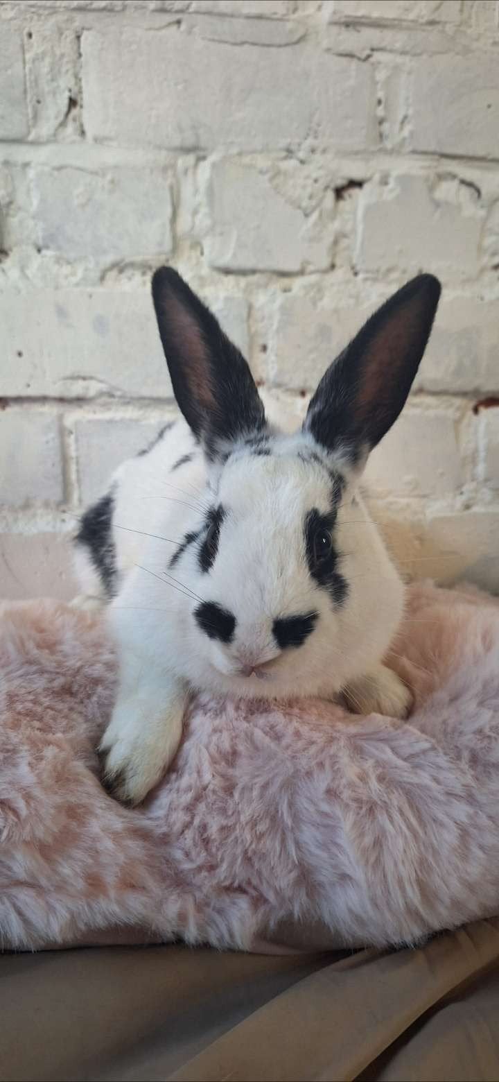 Lieve tamme konijntjes te koop, Animaux & Accessoires, Lapins, Taille moyenne, Mâle, 0 à 2 ans, Oreilles tombantes