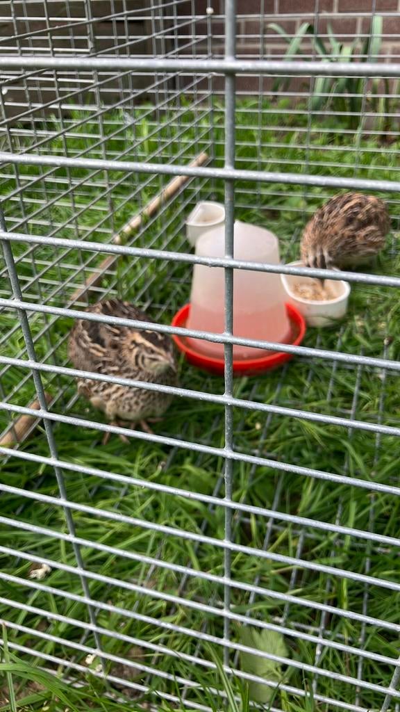 Japanse kwartel wildkleur hennen aan de leg.