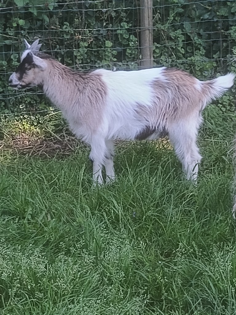 Vlaamse geiten (rammen), Mâle, Chèvre, 0 à 2 ans