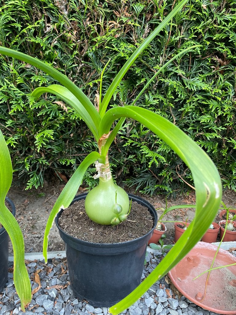 Albuca bracteata, Huis en Inrichting, Kamerplanten, Bloeiende kamerplant, Ophalen, Overige soorten, In pot