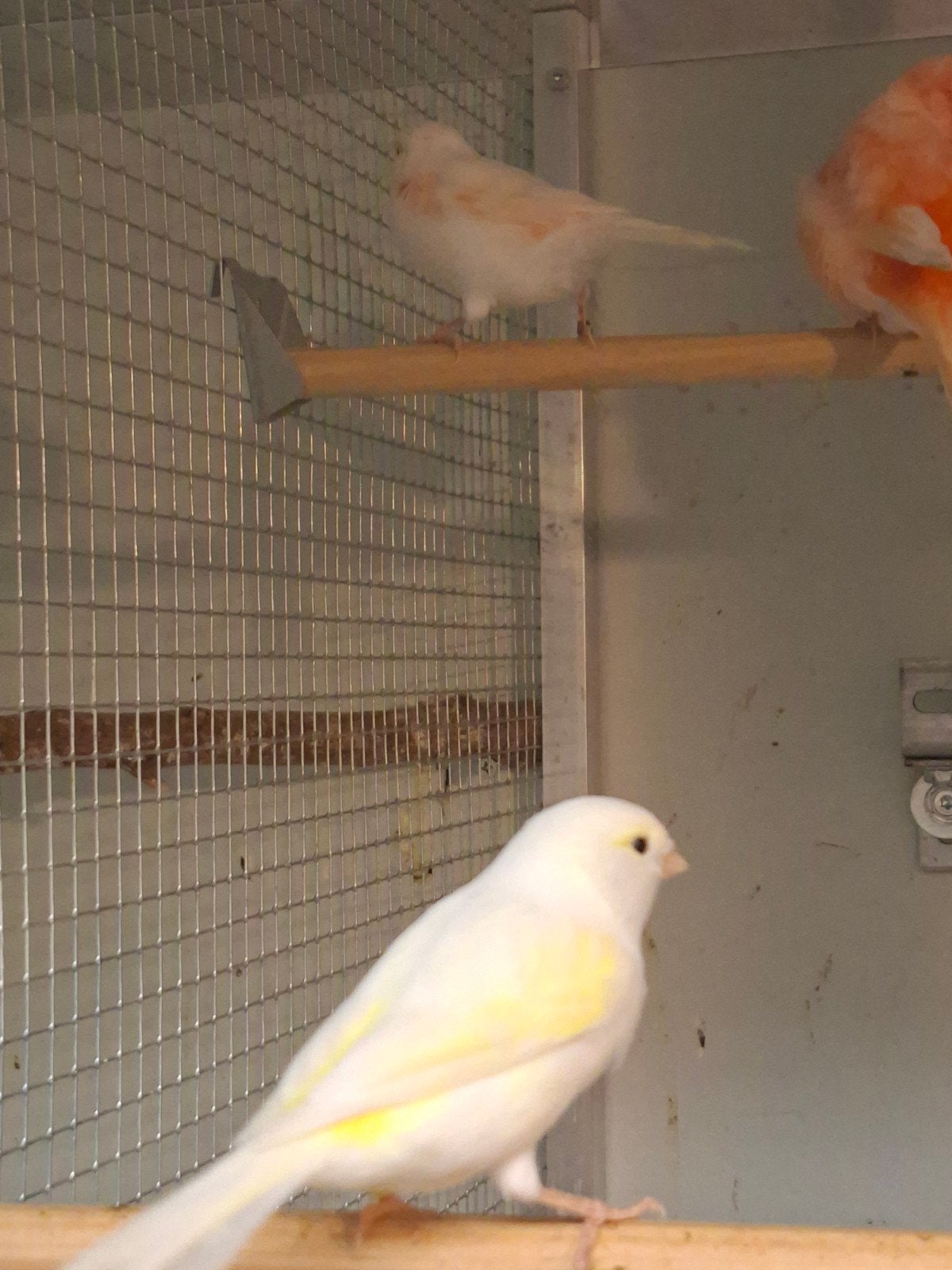 kanarievogels, katarina en gouldamadine te koop, Dieren en Toebehoren