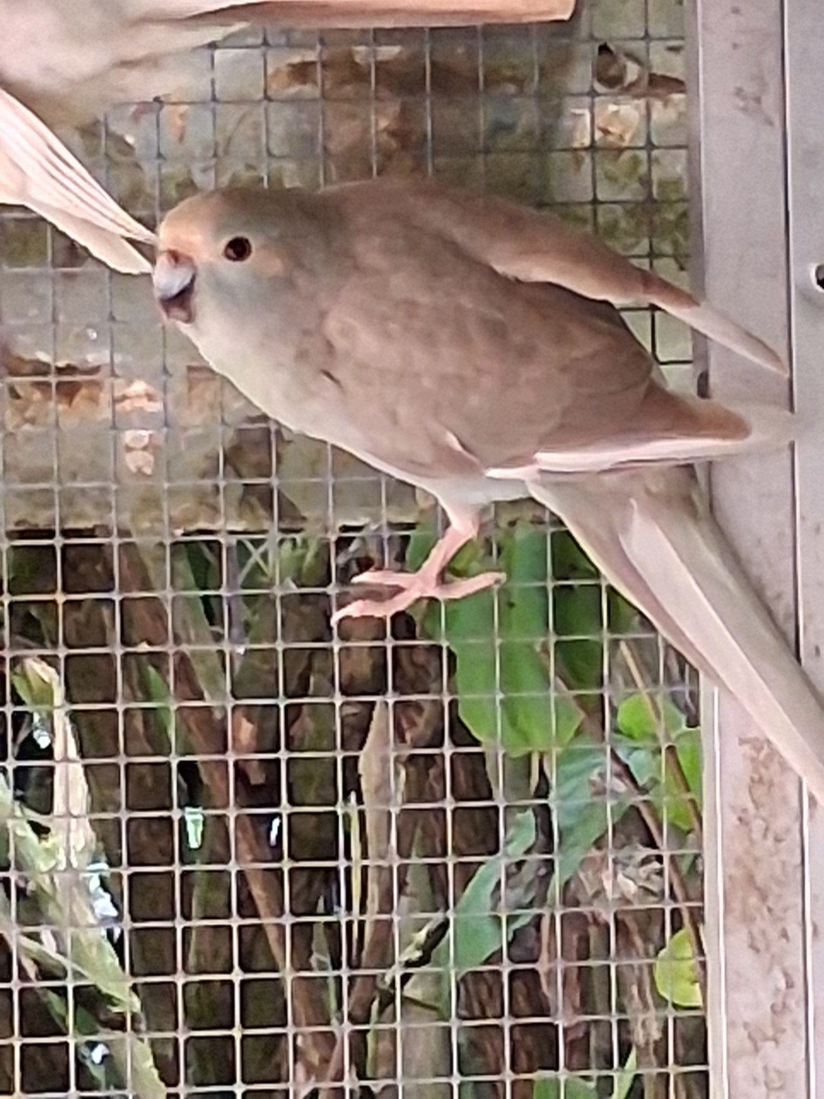 kakariki man, Dieren en Toebehoren, Geringd