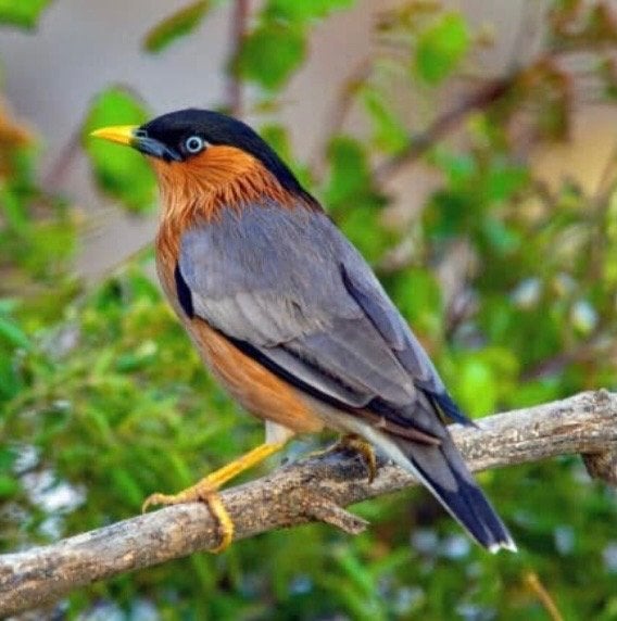 Étourneaux de la pagode, Animaux & Accessoires, Oiseaux | Oiseaux Autre, Bagué