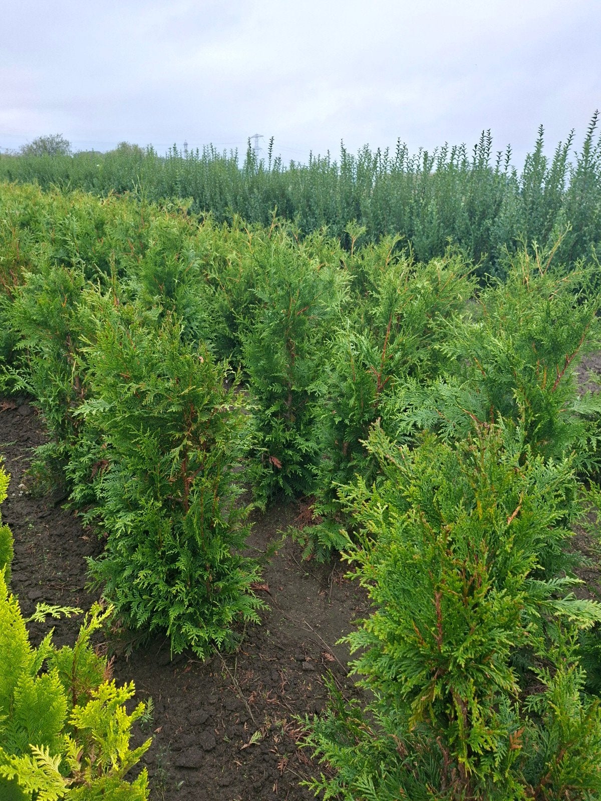 conifeer, thuja plicata excelsa, Ophalen of Verzenden, Conifeer