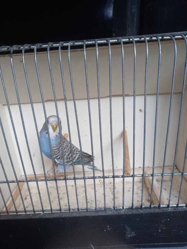 Split blackface, Dieren en Toebehoren