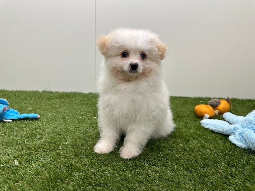 Pom Frisé pups (Bichon Frisé x Pomeriaan), België, 8 tot 15 weken, Parvo, Meerdere
