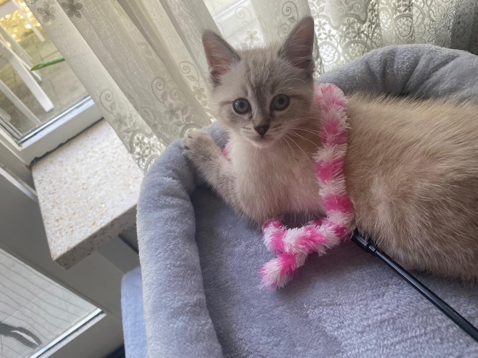Een kat met alle accessoires, Dieren en Toebehoren, Meerdere dieren, Met stamboom, 0 tot 2 jaar
