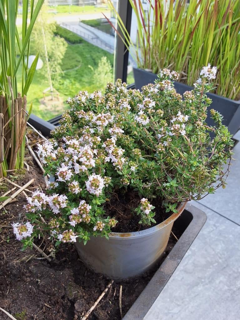 herbe culinaire thym dans un pot de 15 cm de diamètre, rusti, Enlèvement