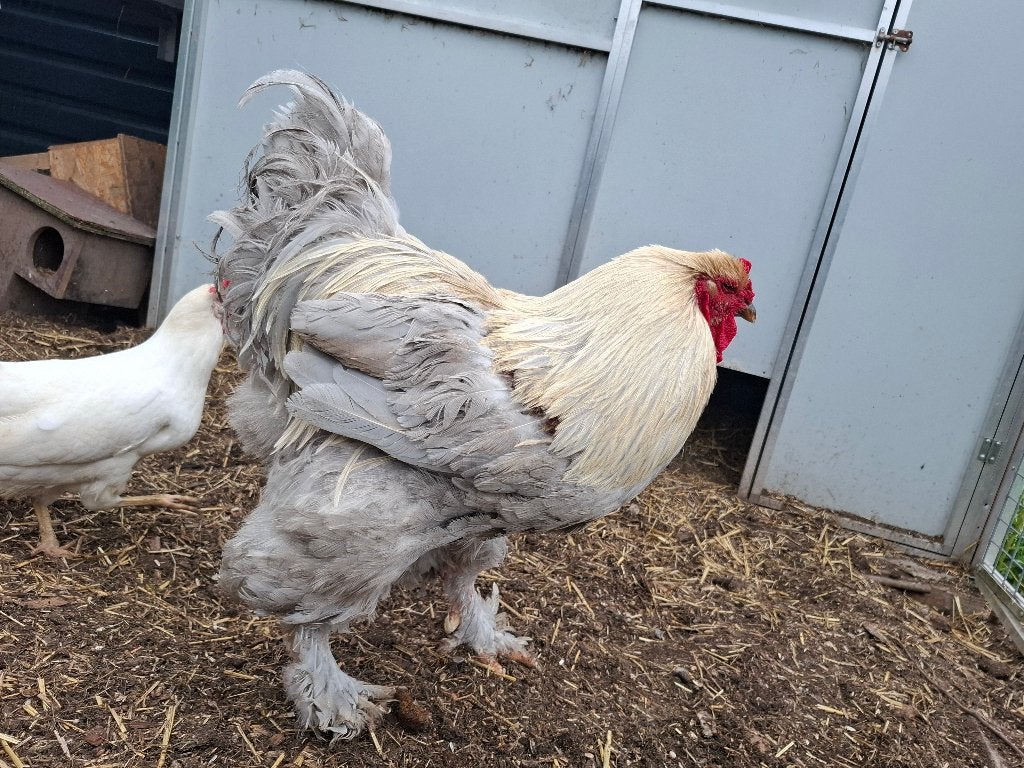 Trio brahma isabelpatrijs, Meerdere dieren, Overige soorten