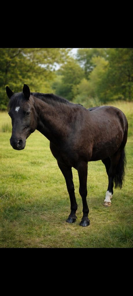 Halve stal voor mooie d pony 1m48 . Beveren, Minder dan 160 cm, Met stamboom, Ruin, Dressuurpaard