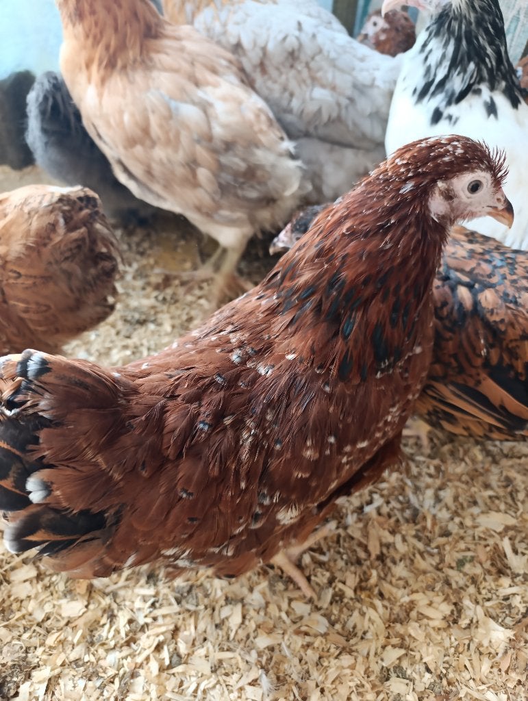 VENTE DE POULETS ORNEMENTAUX VOLAILLE BART, Femelle, Poule ou poulet