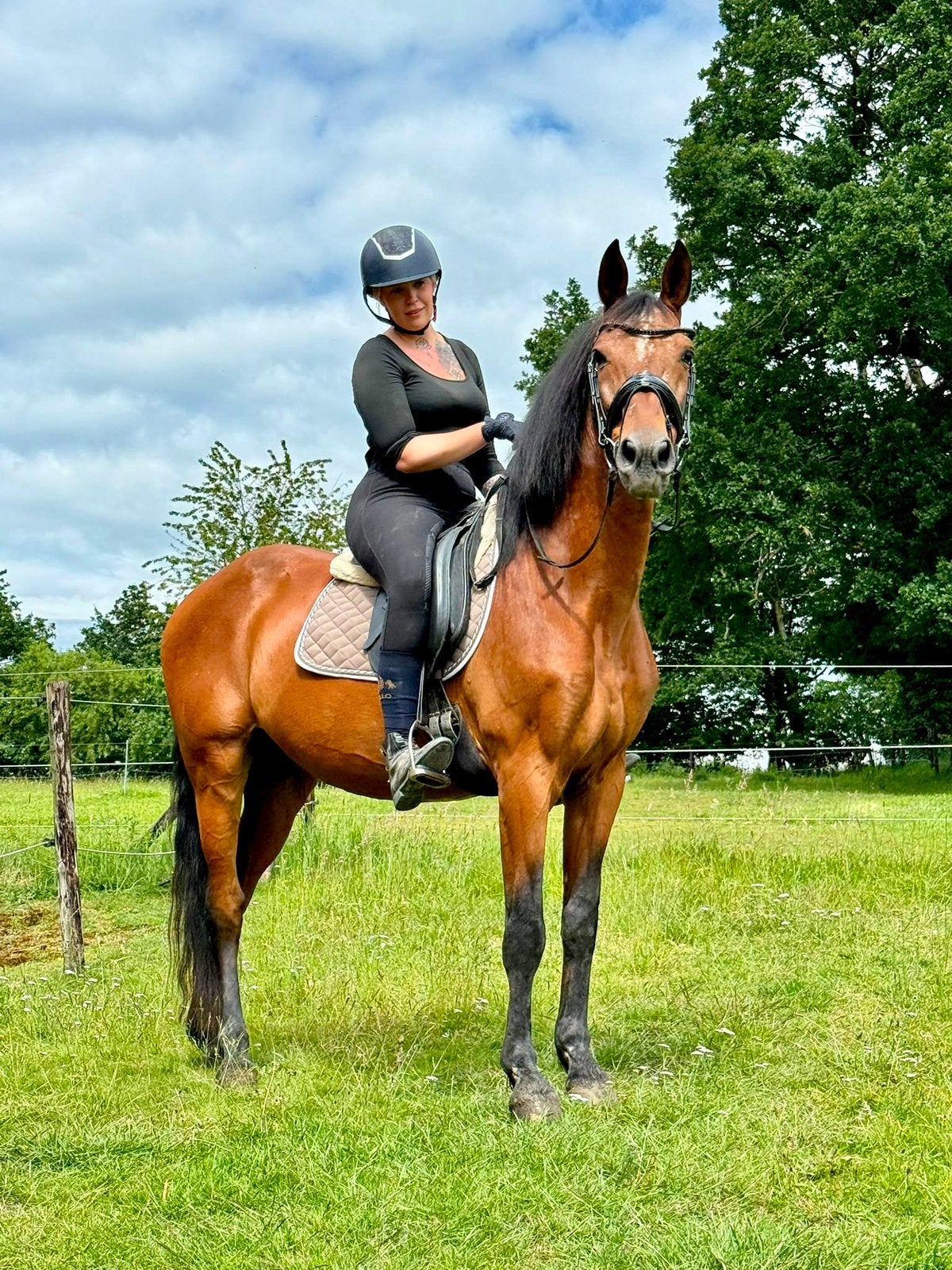 Pre/cruzado ruin, Dieren en Toebehoren, Gechipt, Ruin, L, 160 tot 165 cm