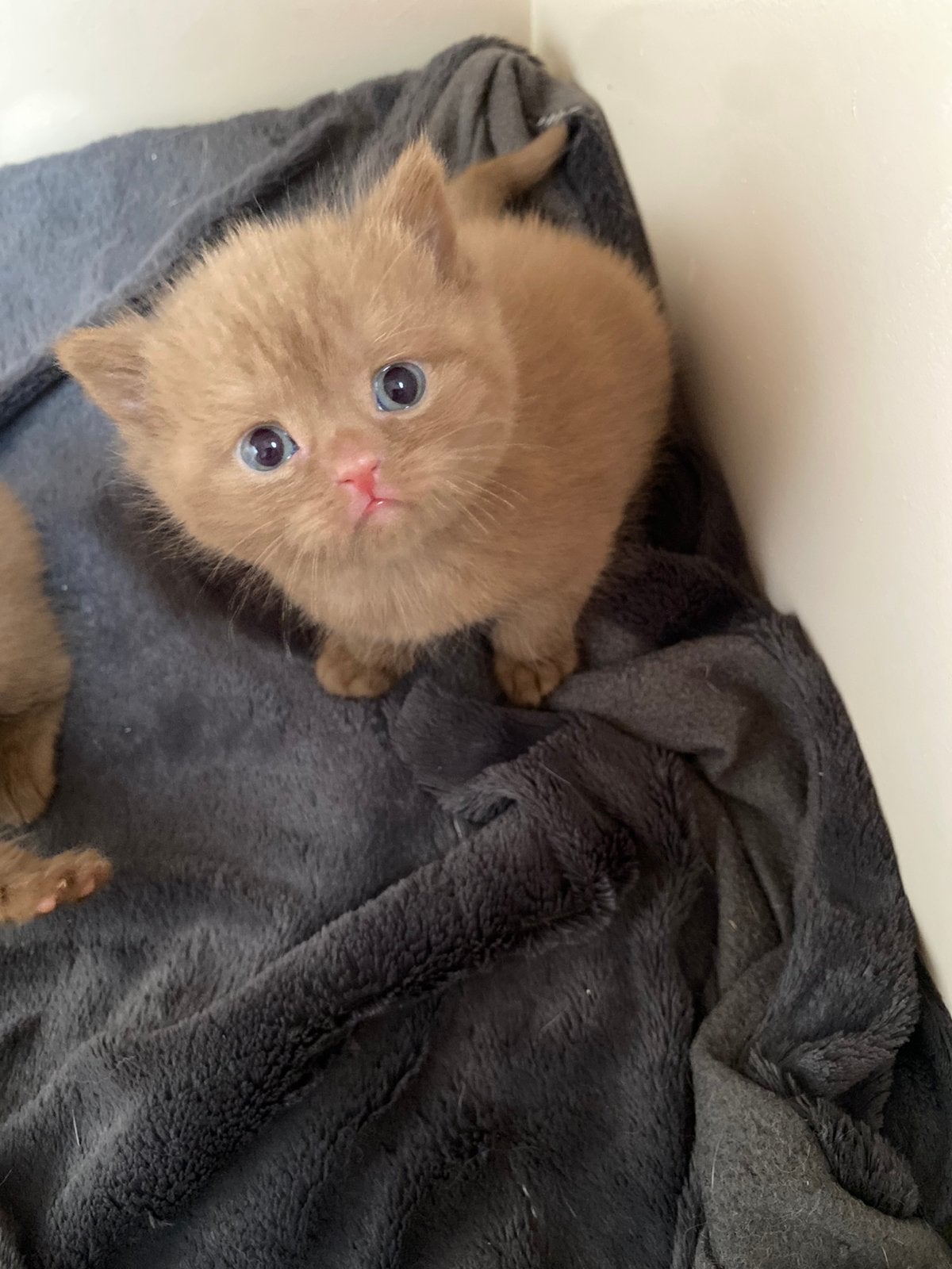 Brits korthaar latent DBE, Dieren en Toebehoren, Meerdere dieren, Met stamboom, 0 tot 2 jaar