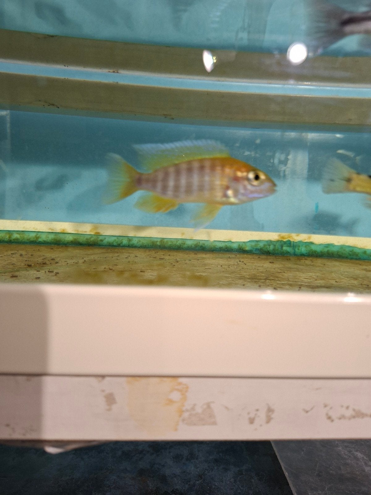 Cichlides malawi aulonocara eureka