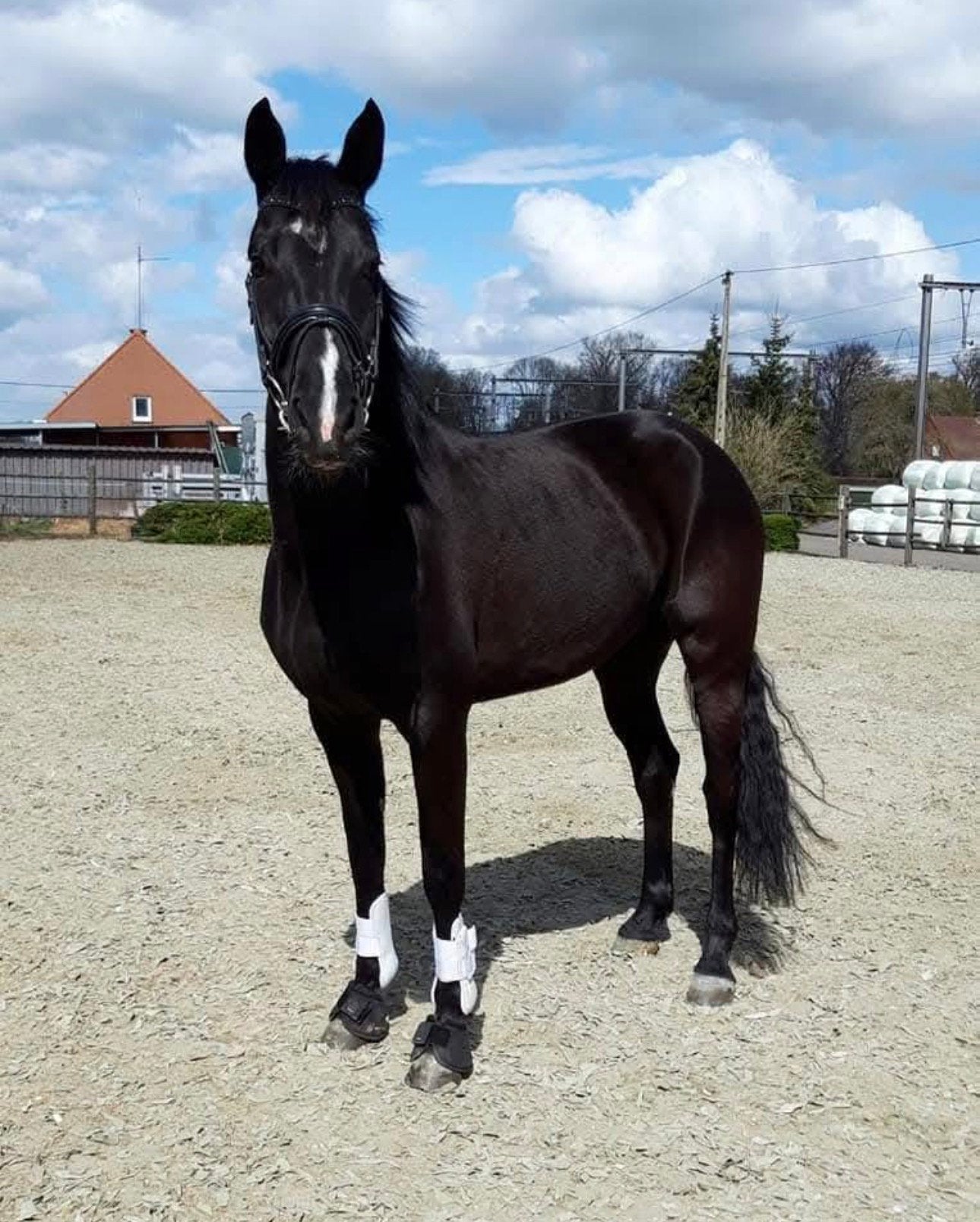 Dressuur paard, Dieren en Toebehoren, Merrie, Met stamboom, Dressuurpaard, 11 jaar of ouder