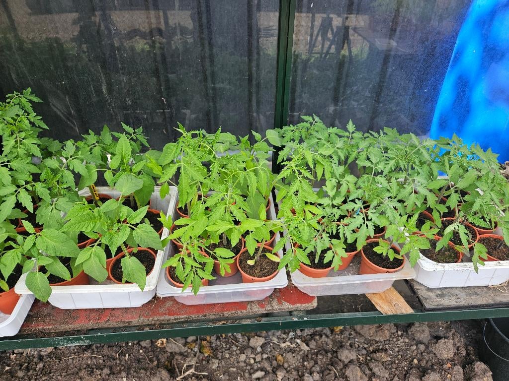 tomatenplantjes afhalen in Torhout, Tuin en Terras, Planten | Tuinplanten, Eenjarig, Groenteplanten, Volle zon, Zomer, Ophalen