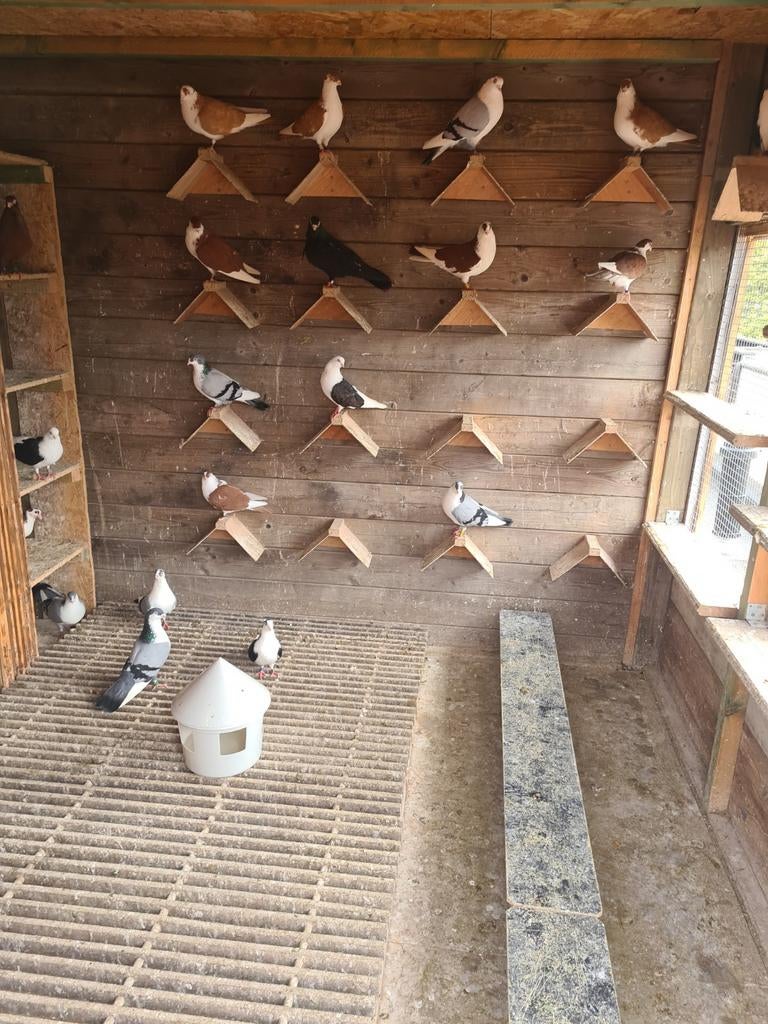 Duvan, Dieren en Toebehoren, Vogels | Duiven