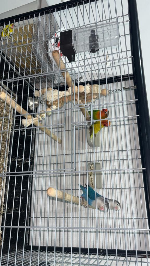 Cage avec deux couples inseparable, Enlèvement ou Envoi