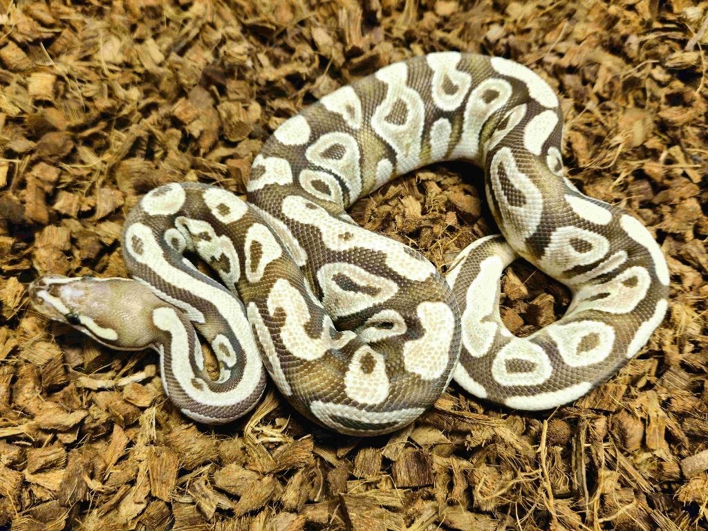 HOUTEN DEAL 1.0 + 0.1 Scaleless Head morphs, Dieren en Toebehoren, Slang, 0 tot 2 jaar