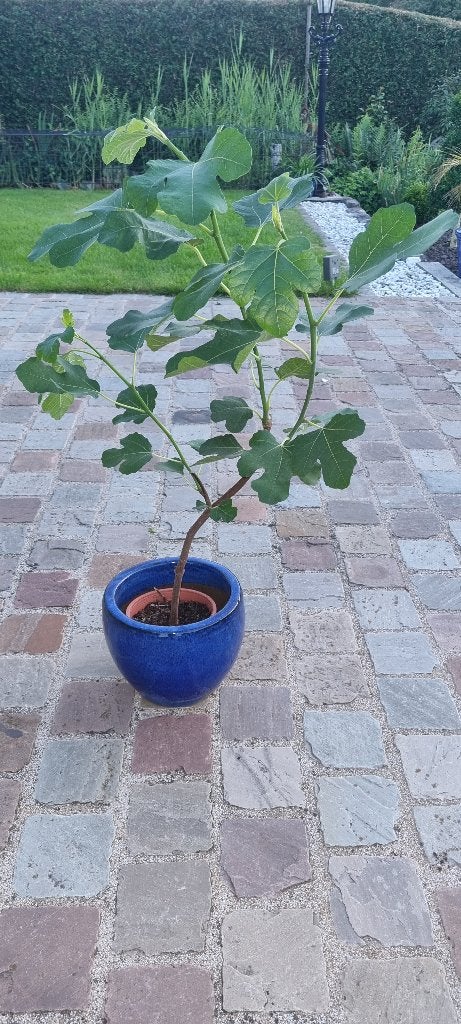 Vijgenboom Turkey Brown, Tuin en Terras, Planten | Tuinplanten, Ophalen