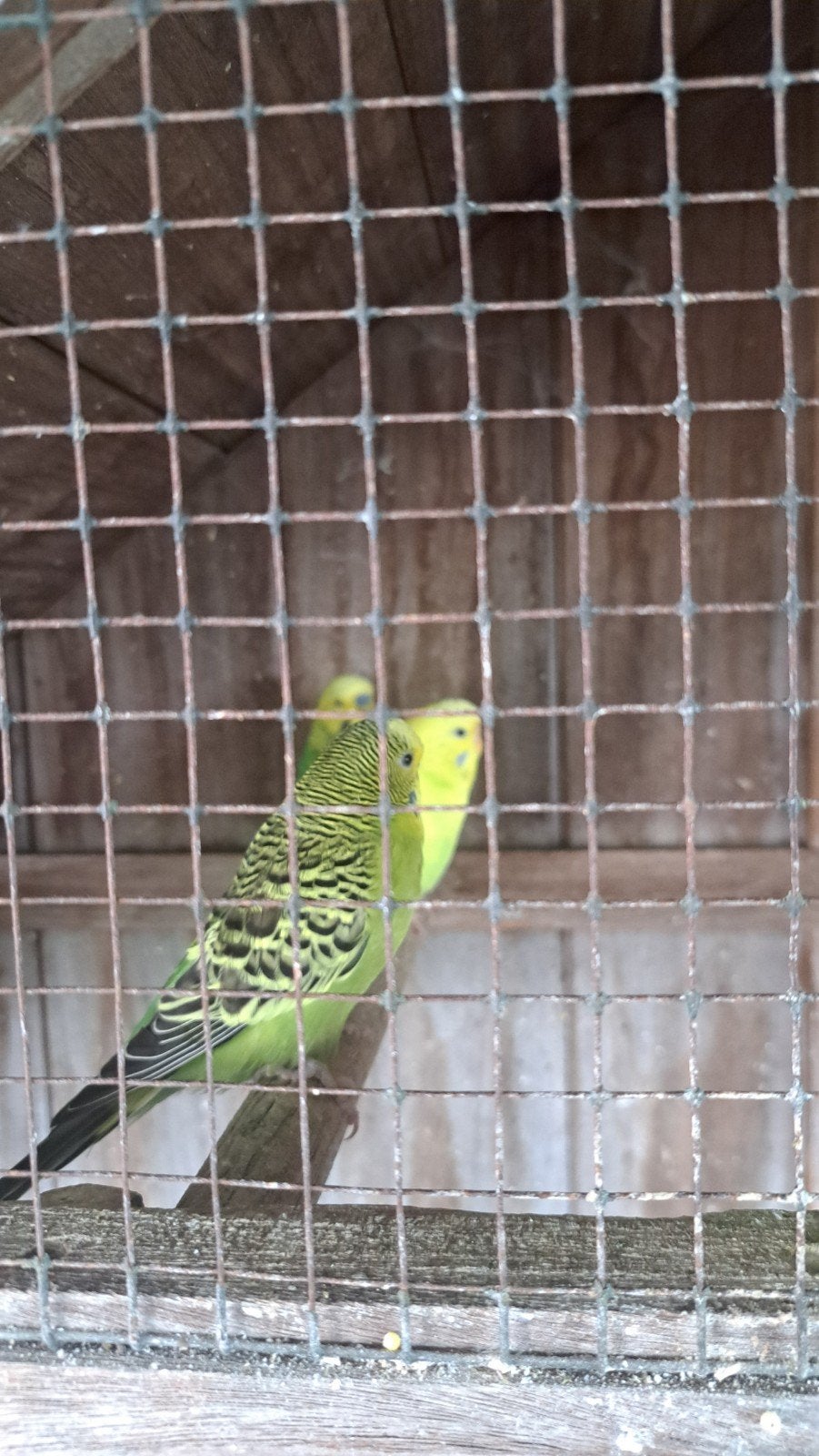 kooi met 2 grasparkieten, Ophalen, Zo goed als nieuw, Metaal, Vogelkooi