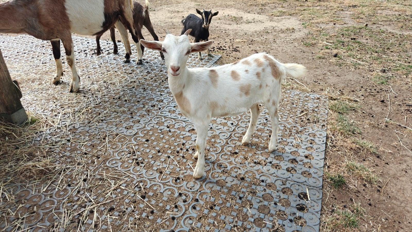 2 melkgeit miekes, Dieren en Toebehoren, Vrouwelijk, Geit, 0 tot 2 jaar